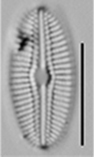 Diploneis fontanella LM7