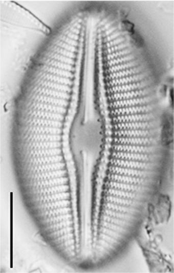 Diploneis lusatica LM2