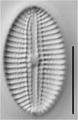 Diploneis voigtiana LM4