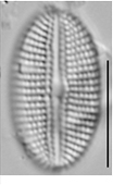 Diploneis potapovae LM5