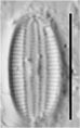 Diploneis pseudopetersenii LM3