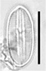 Diploneis pseudopetersenii LM1