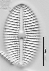 Diploneis Puellafallax LM3