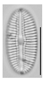 Diploneis voigtiana LM8