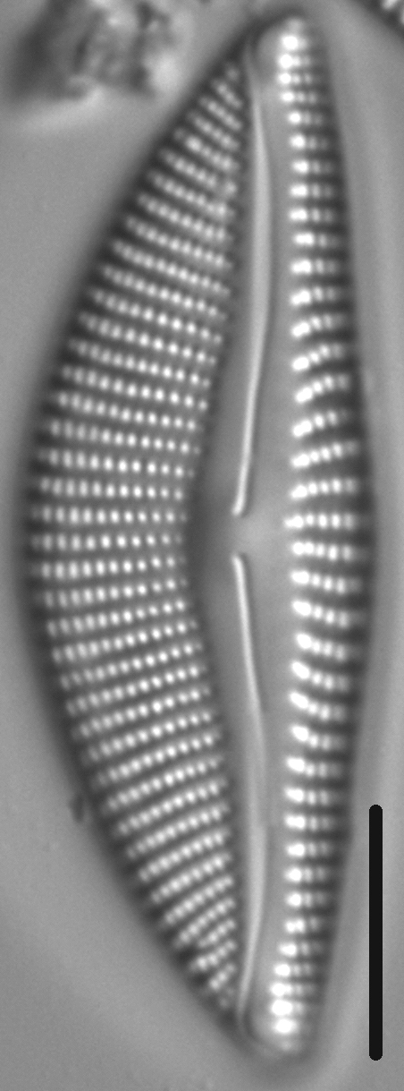 Encyonema Kamtschaticum LM3