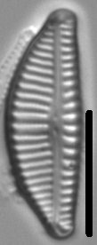 Encyonema latecapitatum LM3