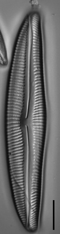 Encyonema neomesianum 07062021 SRS1d EC3 Fig1