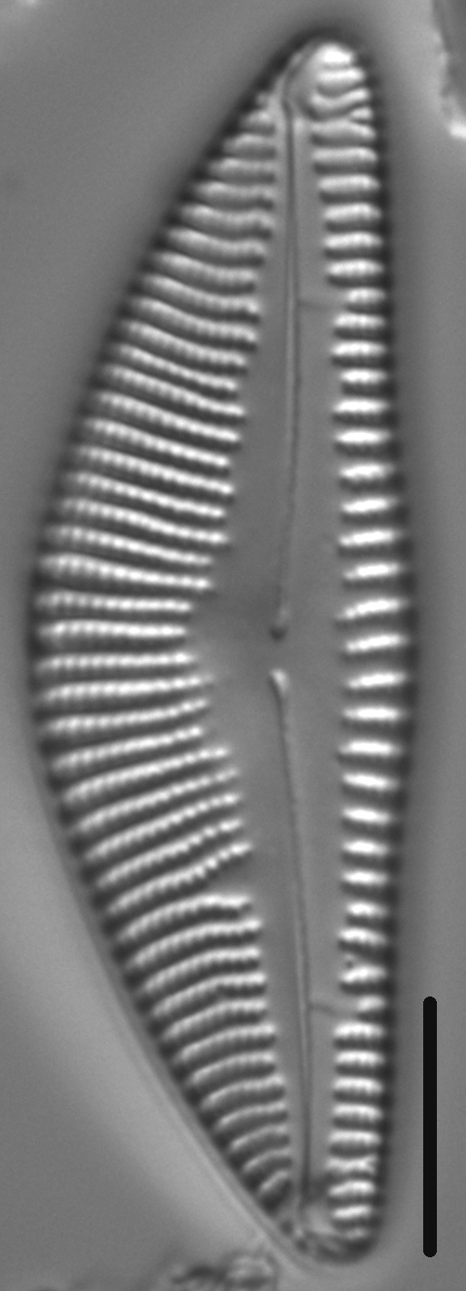 Encyonema sinicum LM4