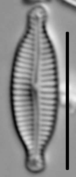 Encyonemopsis Microcephala 002