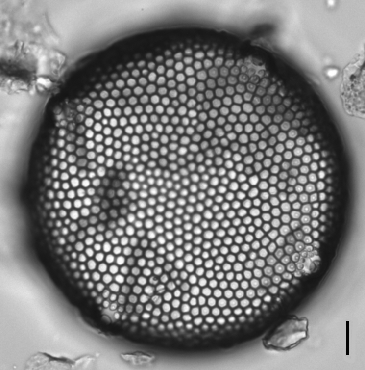 Eupodiscus Radiatus 056