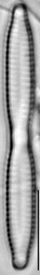 Fragilaria mesolepta LM3