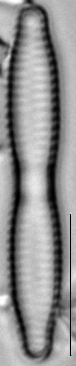 Fragilaria mesolepta LM6