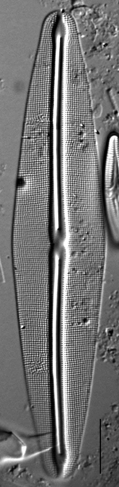 Frustulia Rhomboides Uga  Rrpswo90 1404A 12