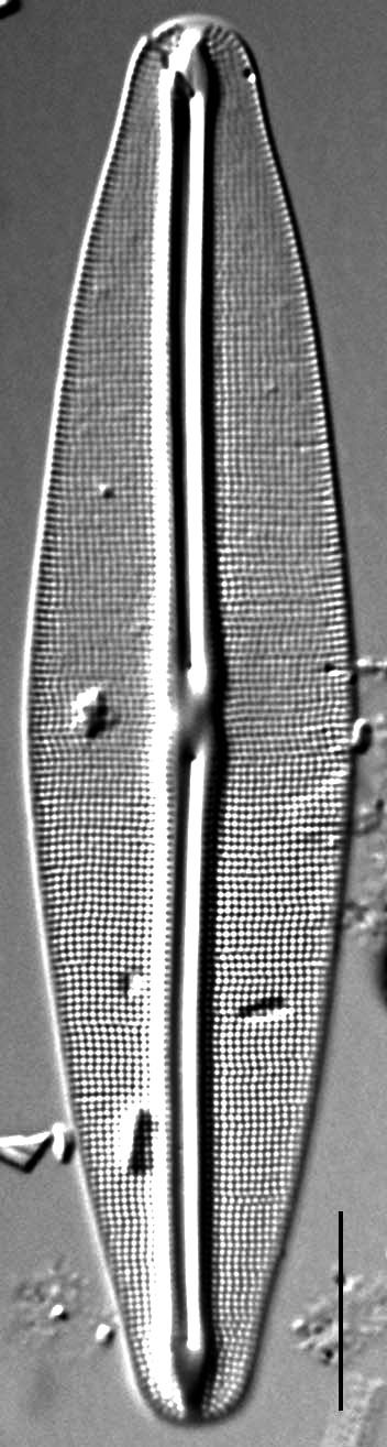 Frustulia Rhomboides Uga  Rrpswo90 1404A 9