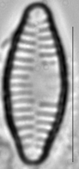 Fragilaria vaucheriae LM1