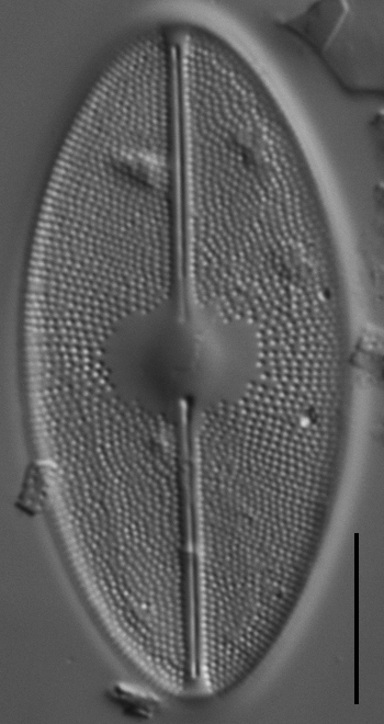 Cavinula maculata LM6