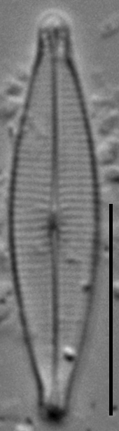 Craticula riparia var. mollenhaueri LM7