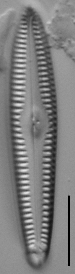 Gc53921  Gomphonema Freesei 4 Holotype