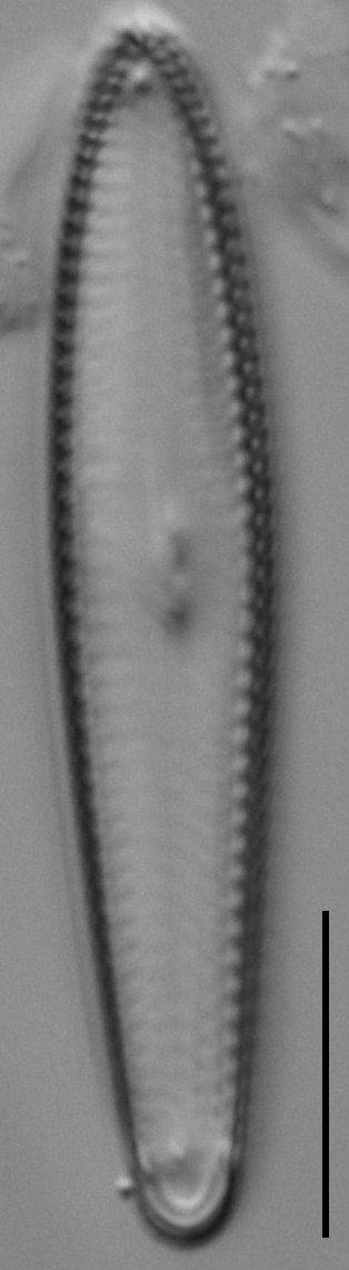 Gc53921  Gomphonema Freesei 4B Holotype