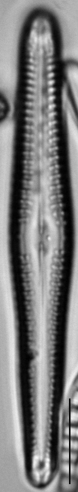 Gomphonema cf. vibrio LM2