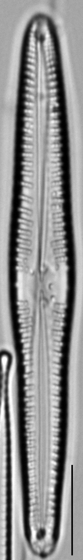 Gomphonema cf. vibrio LM1