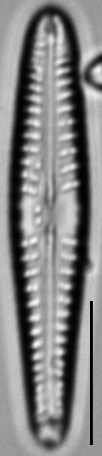 Gomphonema cf. vibrio LM7