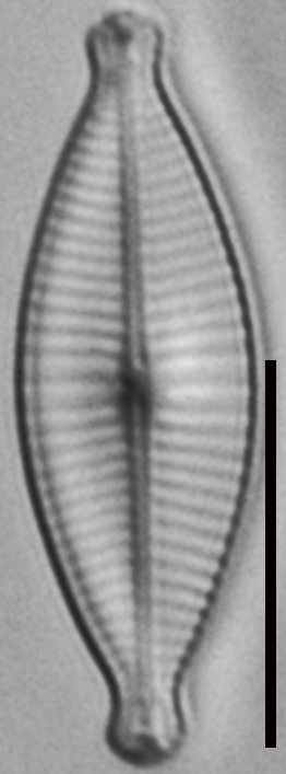 Geissleria declivis LM8