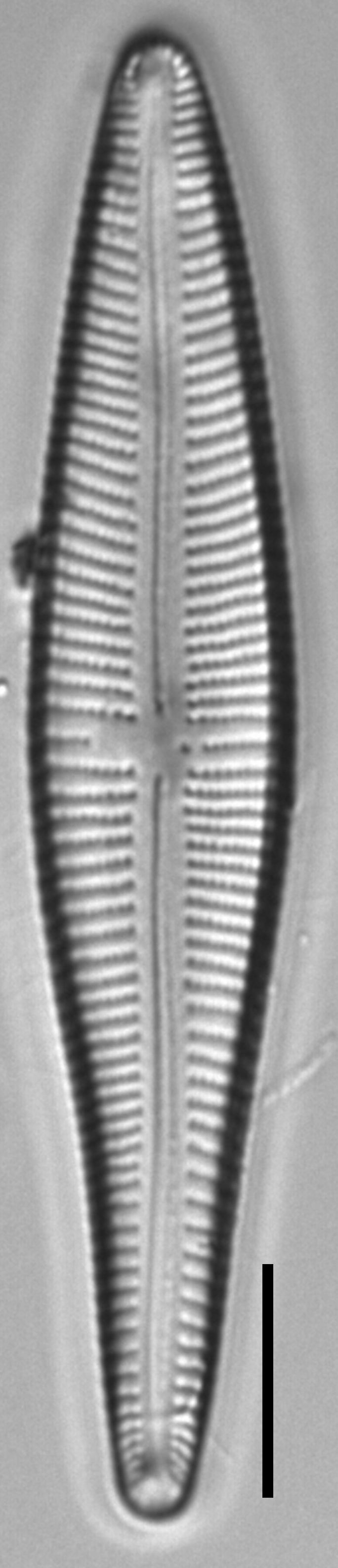 Gomphonema affine FIU 1852008 c