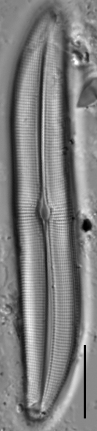 Gyrosigma obtusatum LM7