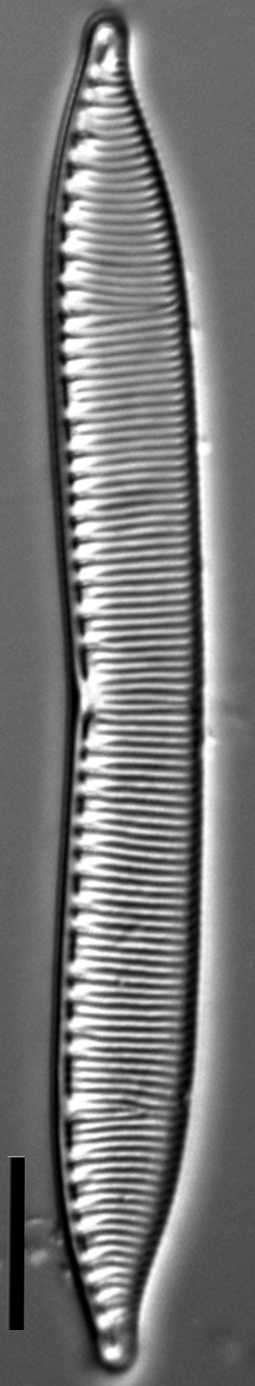 Hantzschia calcifuga LM1