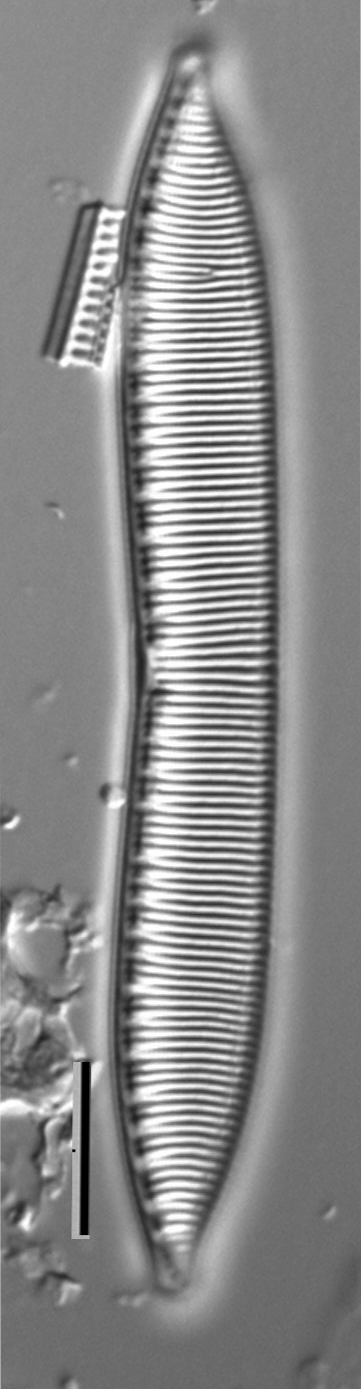 Hantzschia calcifuga LM2