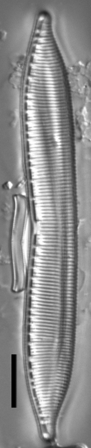 Hantzschia calcifuga LM3