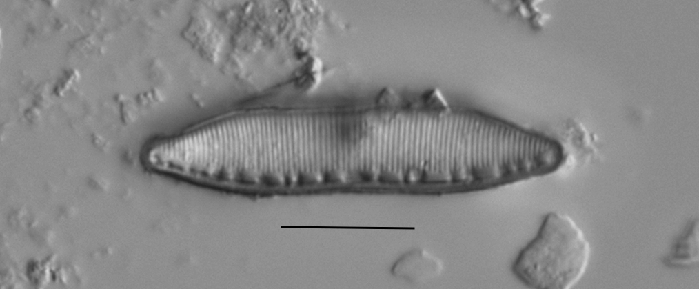 Haduplicate Amphioxys Gc61088 002