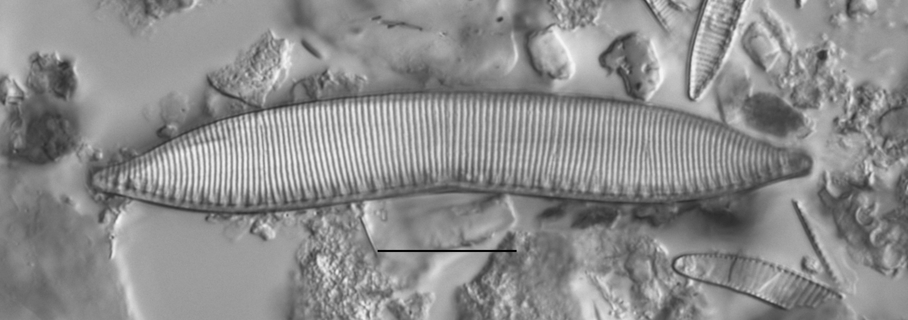 Haduplicate Amphioxys Gc61088 007