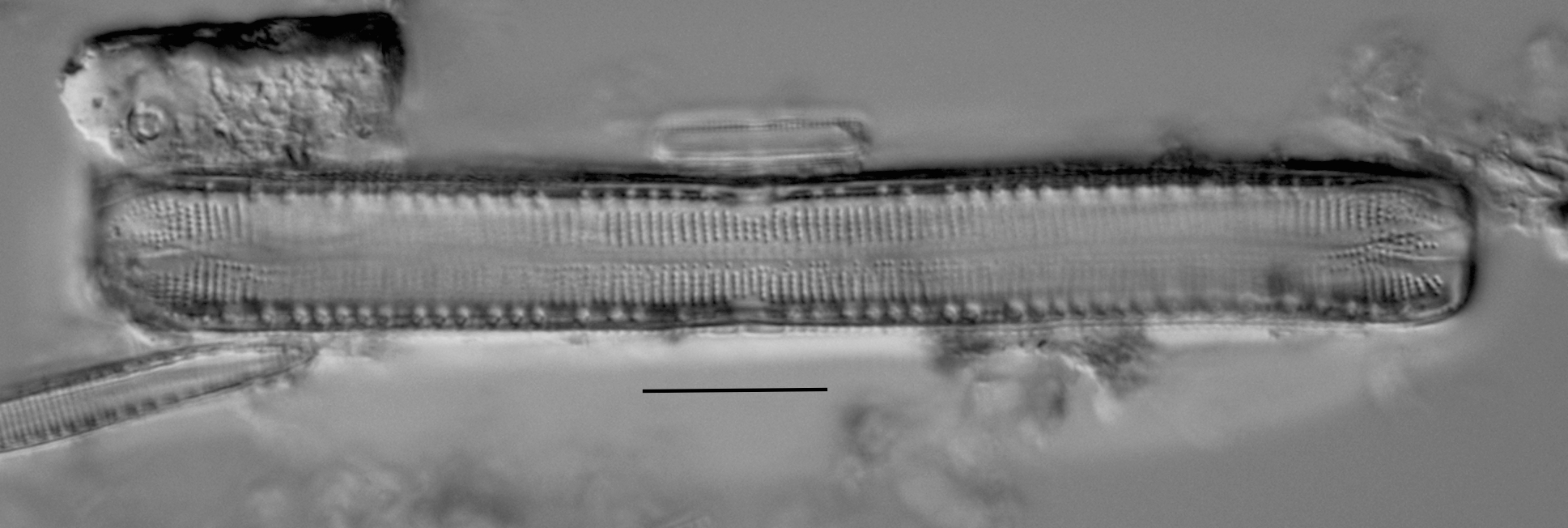 Haduplicate Amphioxys Gc61088 009