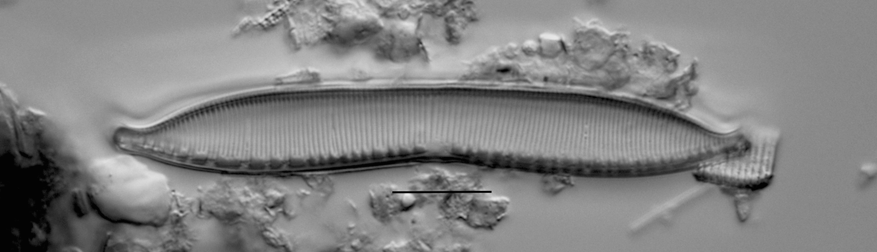 Haduplicate Amphioxys Gc61088 010