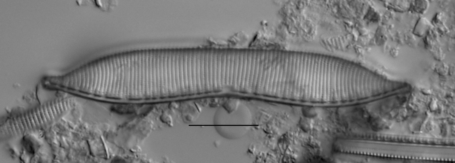 Haduplicate Amphioxys Gc61088 Oo5