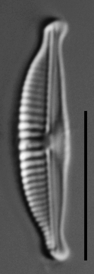 Halamphora subtilis LM6