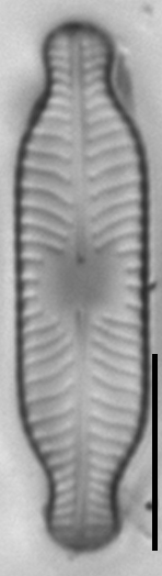 Placoneis paraelginensis LM2