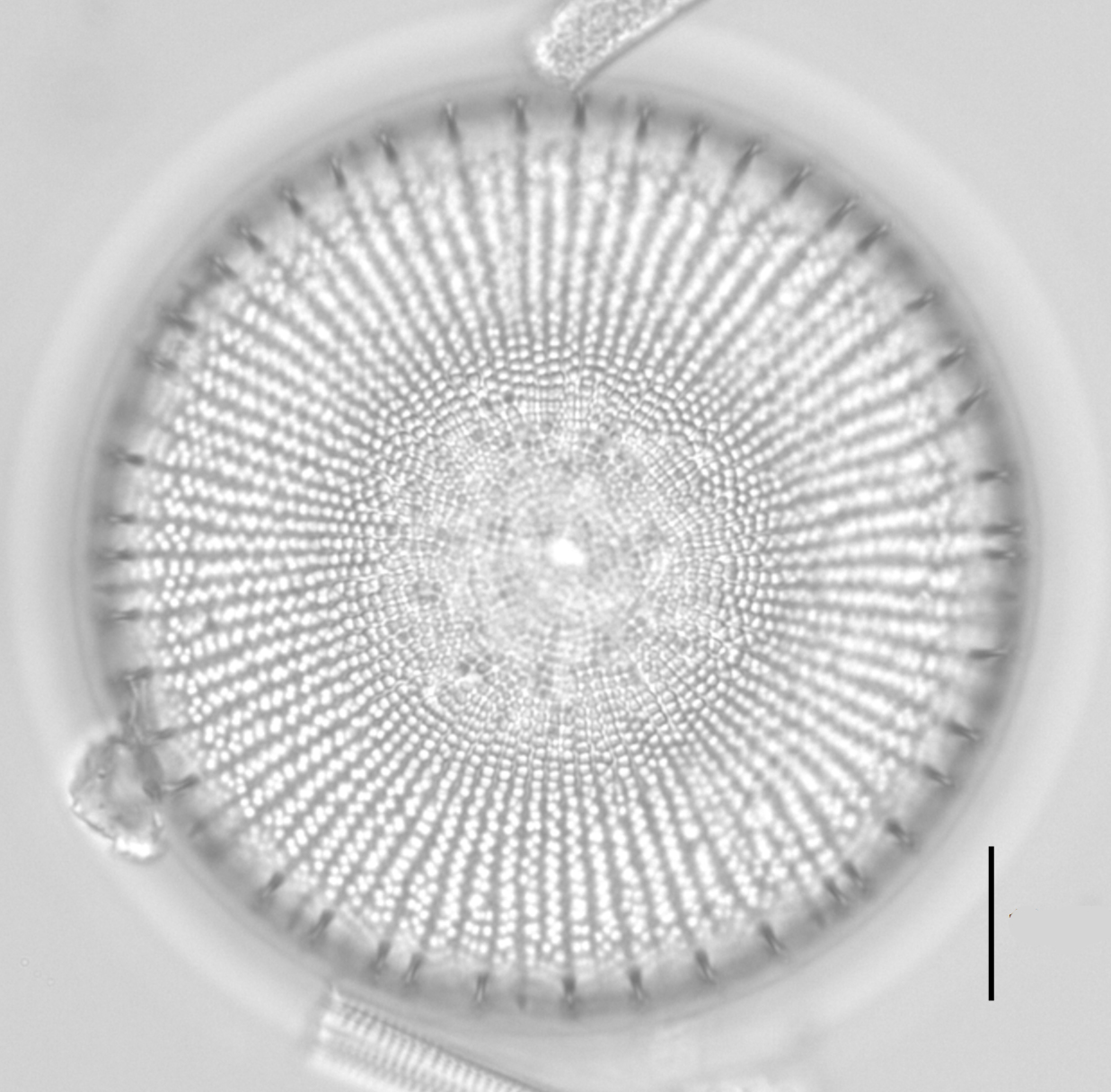 Ill2011 01 Spines Every 2 3 Fascicles