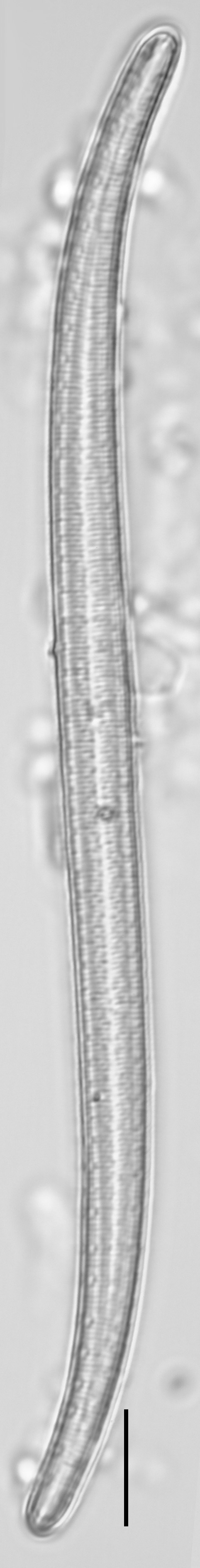 Iconella curvula 07 ILL1334