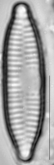 Fragilaria vaucheriae LM3