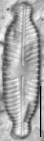 Placoneis paraelginensis LM3