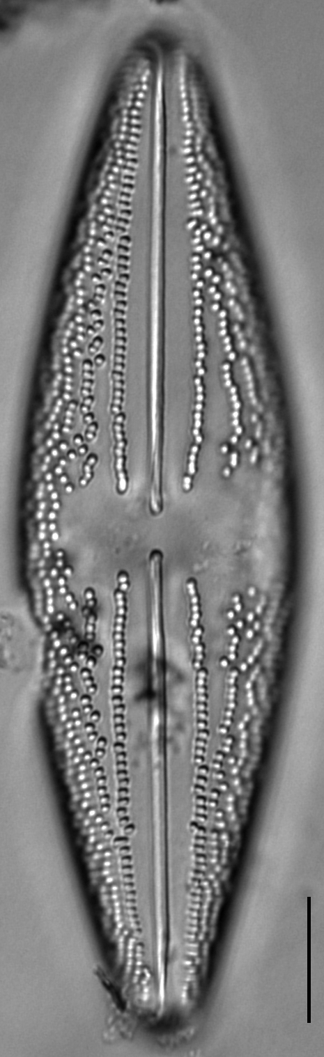 Image L-9-36_05302015-11_cl.jpeg | Species - Diatoms of North America