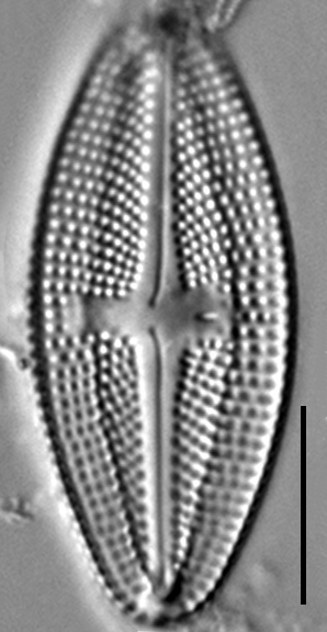 Luticola frenguelli LM2