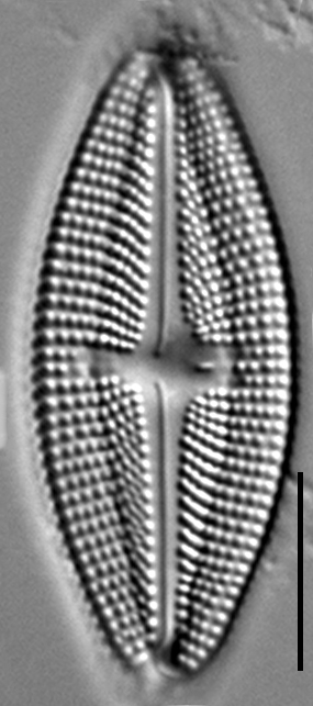 Luticola frenguelli LM3