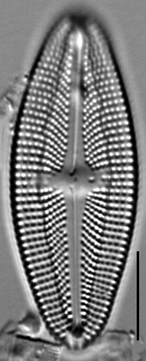 Luticola frenguelli LM4