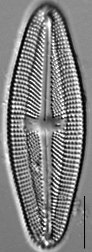 Luticola frenguelli LM7