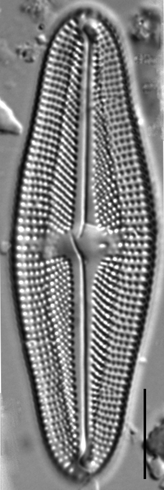 Luticola frenguelli LM1