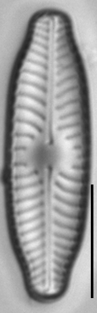 Placoneis paraelginensis LM6